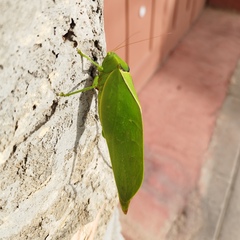 Stilpnochlora azteca