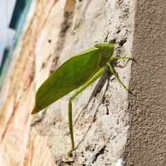 Stilpnochlora azteca