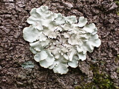 Parmotrema tinctorum