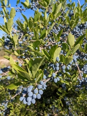 Forestiera pubescens