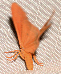 Virbia aurantiaca