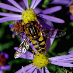 Helophilus fasciatus