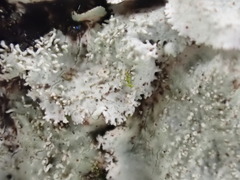 Parmotrema tinctorum