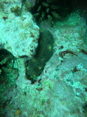 Holothuria difficilis