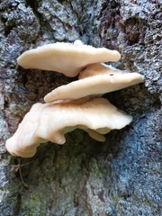 Climacocystis borealis