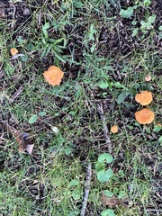 Cantharellus cinnabarinus