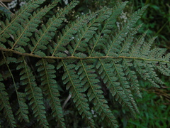 Polypodiopsida