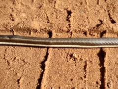 Psammophis notostictus