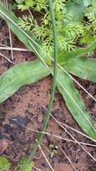 Cyanella