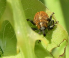 Rhinoncomimus latipes