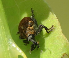 Rhinoncomimus latipes