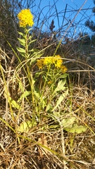 Solidago virgaurea