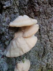 Climacocystis borealis