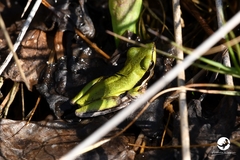 Litoria adelaidensis
