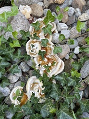 Ganoderma sessile