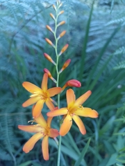 Crocosmia