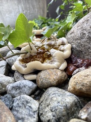 Ganoderma sessile