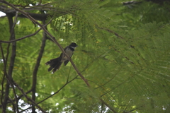 Rhipidura javanica