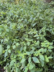 Impatiens pallida