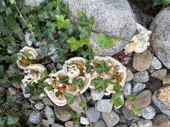 Ganoderma sessile