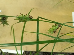 Carex tuckermanii