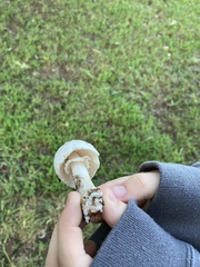 Amidella
