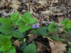 Veronica montana