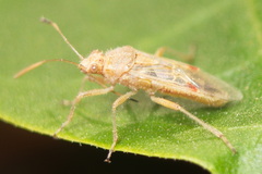 Liorhyssus