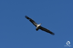 Pelecanus conspicillatus