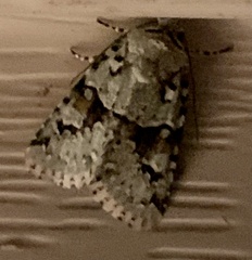Lacinipolia implicata