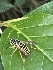 Spilomyia longicornis
