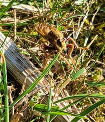 Asilus crabroniformis