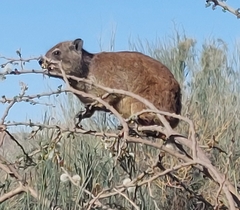Procavia capensis capensis