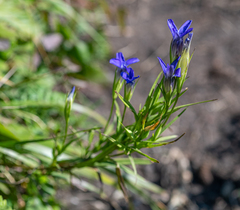 Gentianopsis barbata
