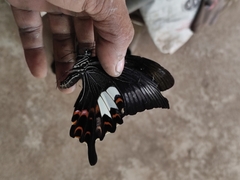 Papilio helenus