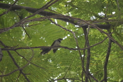 Rhipidura javanica