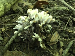 Sebacina schweinitzii