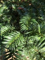 Taxus baccata