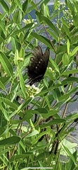 Papilio troilus