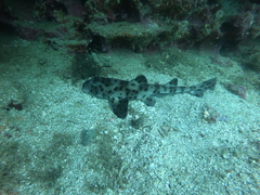Heterodontus quoyi