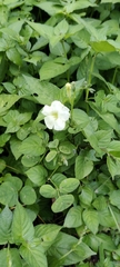 Ipomoea alba