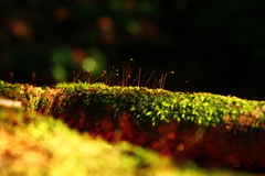 Pyrrhobryum spiniforme