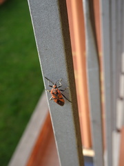 Spilostethus pandurus