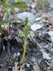 Botrychium lineare