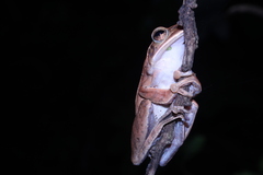 Polypedates leucomystax