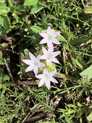 Richardia grandiflora