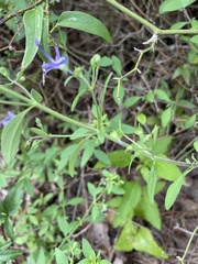 Trichostema dichotomum