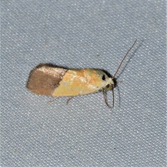 Ponometia semiflava
