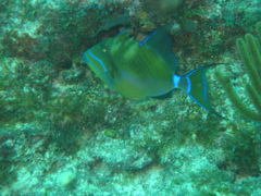 Balistes vetula