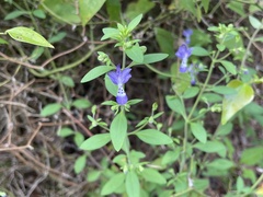 Trichostema dichotomum
